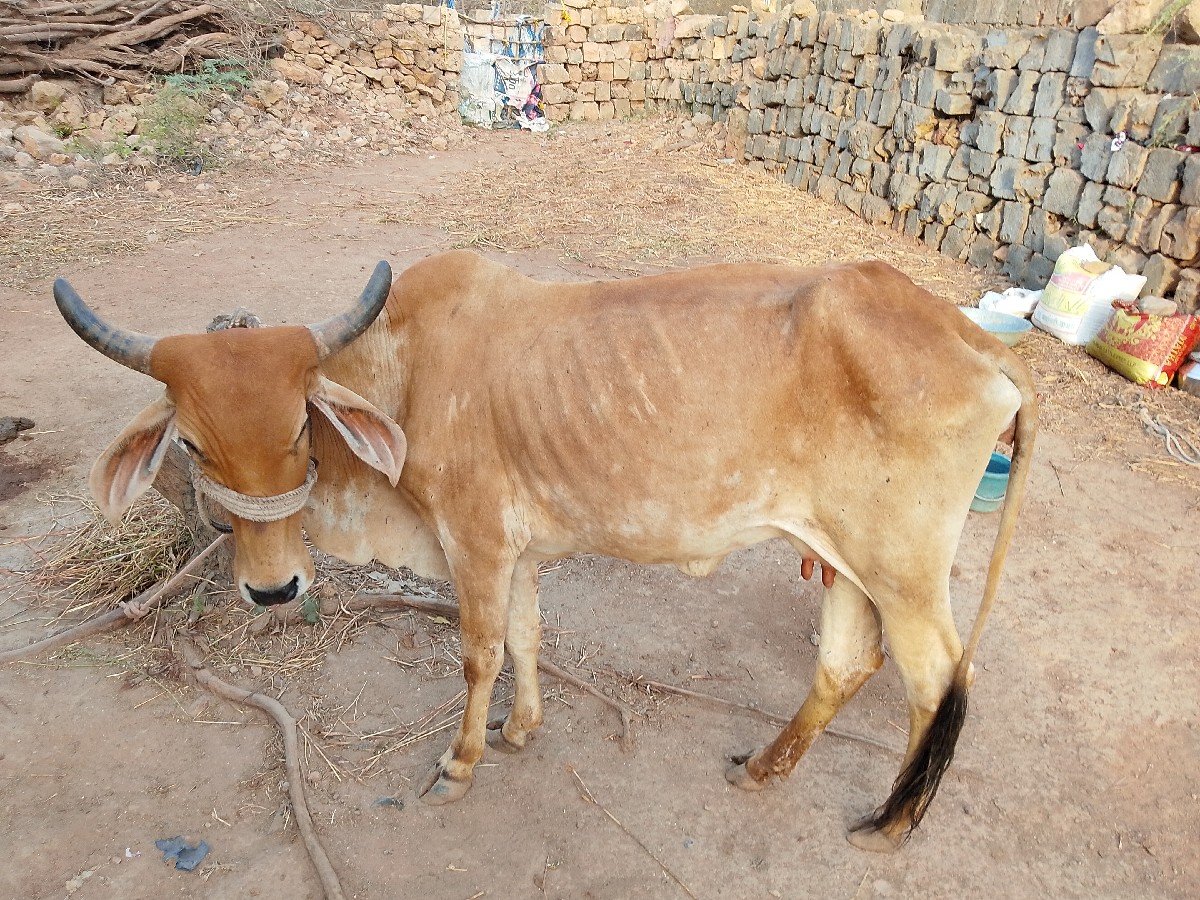 ગાય વેચવાની છે