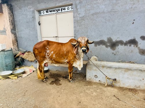 ગીર ગાય વેચવાની છે