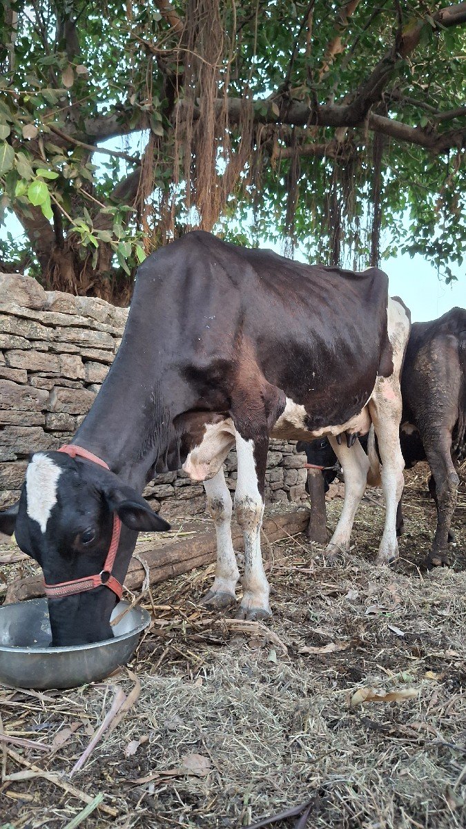 ગાય વેચવાની છે