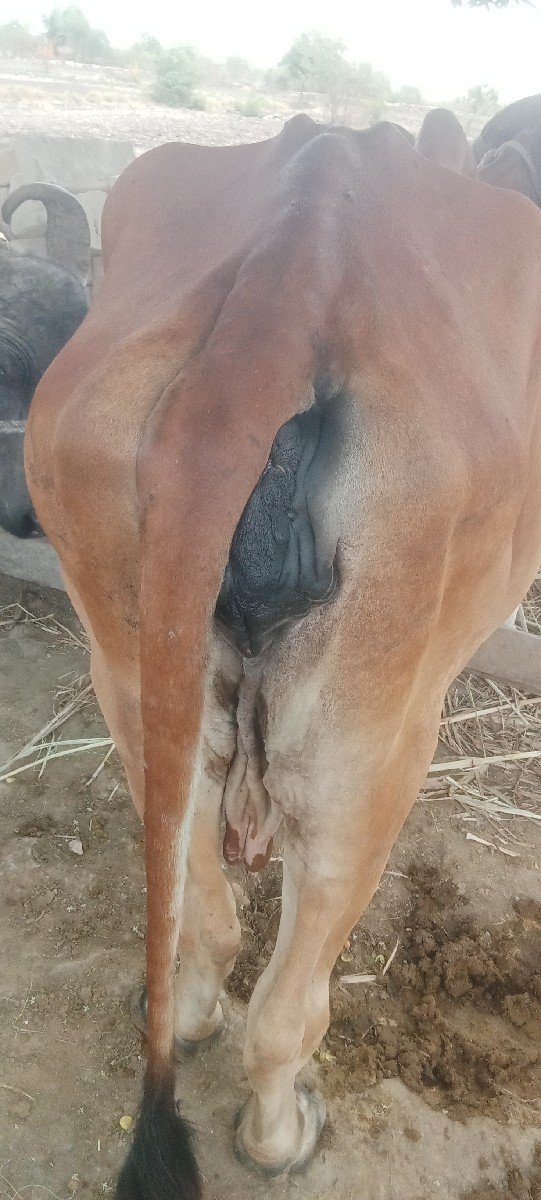 ગીર ગાય વેચવાની છે