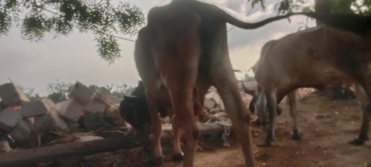 ગીર ગાય વેચવાની છે