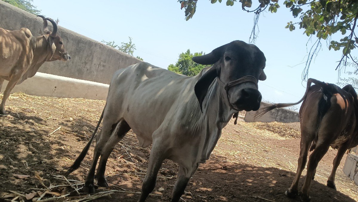 વાછડી વેચવાની છે