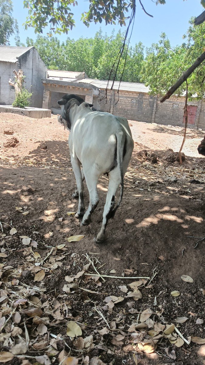 વાછડી વેચવાની છે