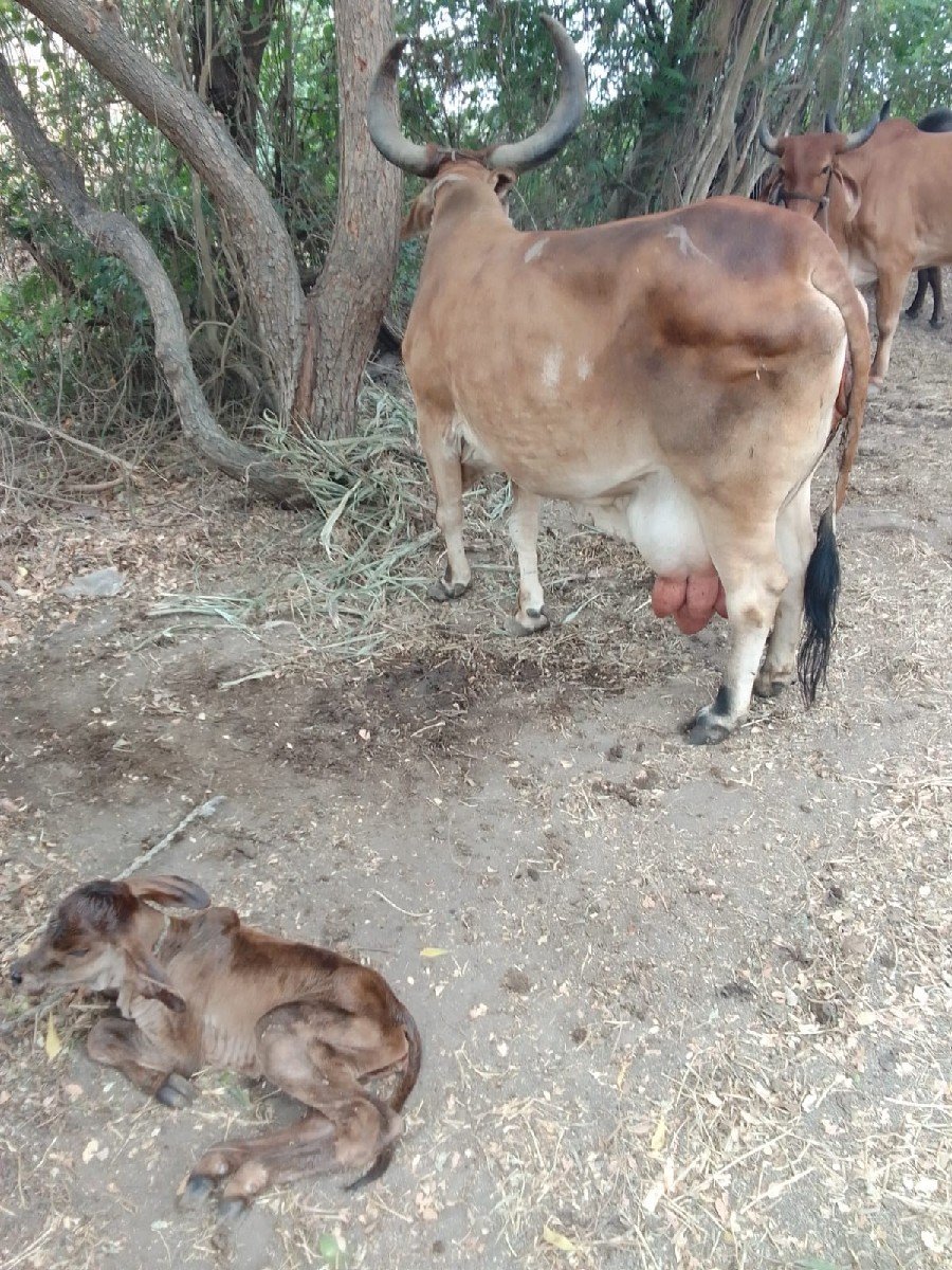 2,,ઞાય વેચવાની છે