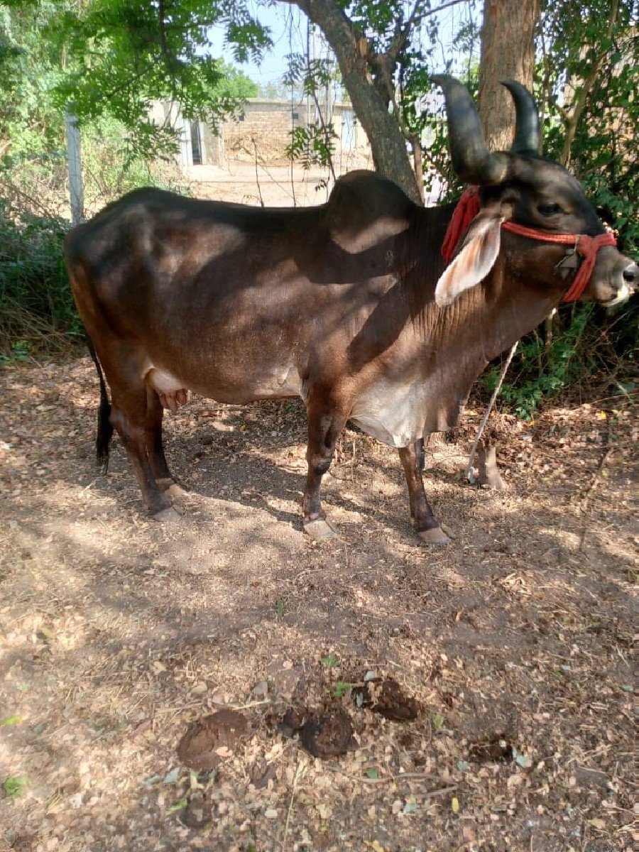 2,,ઞાય વેચવાની છે