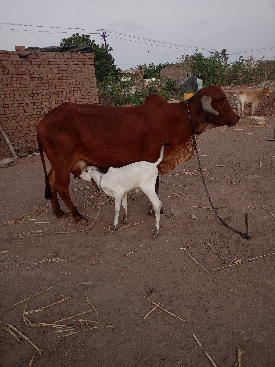 ગીર ગાય વેચવાની છે
