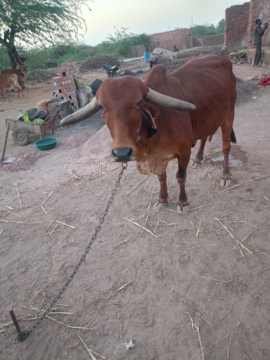 ગીર ગાય વેચવાની છે