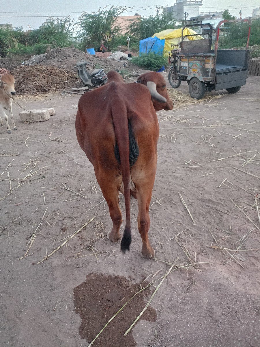 ગીર ગાય વેચવાની છે