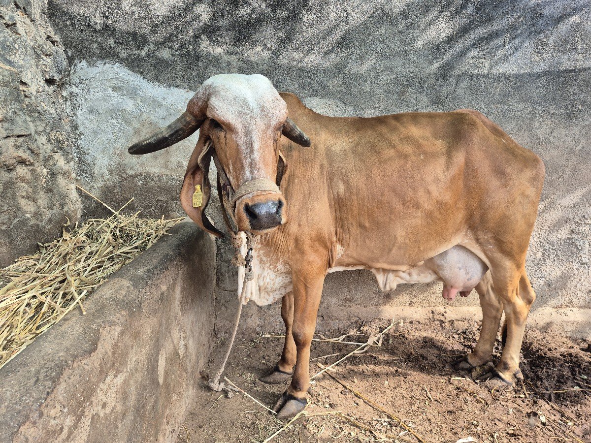ગીર ગાય વેચવાની છે
