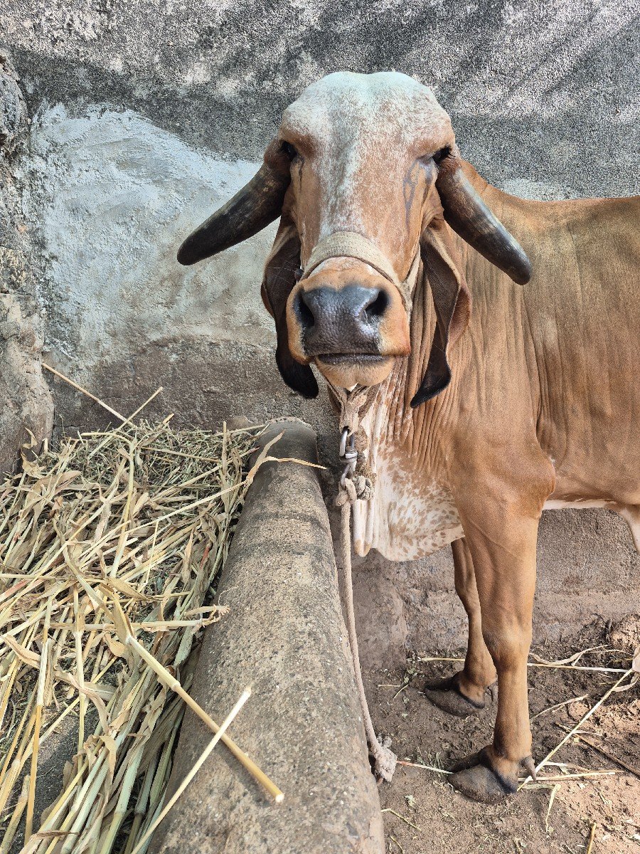 ગીર ગાય વેચવાની છે