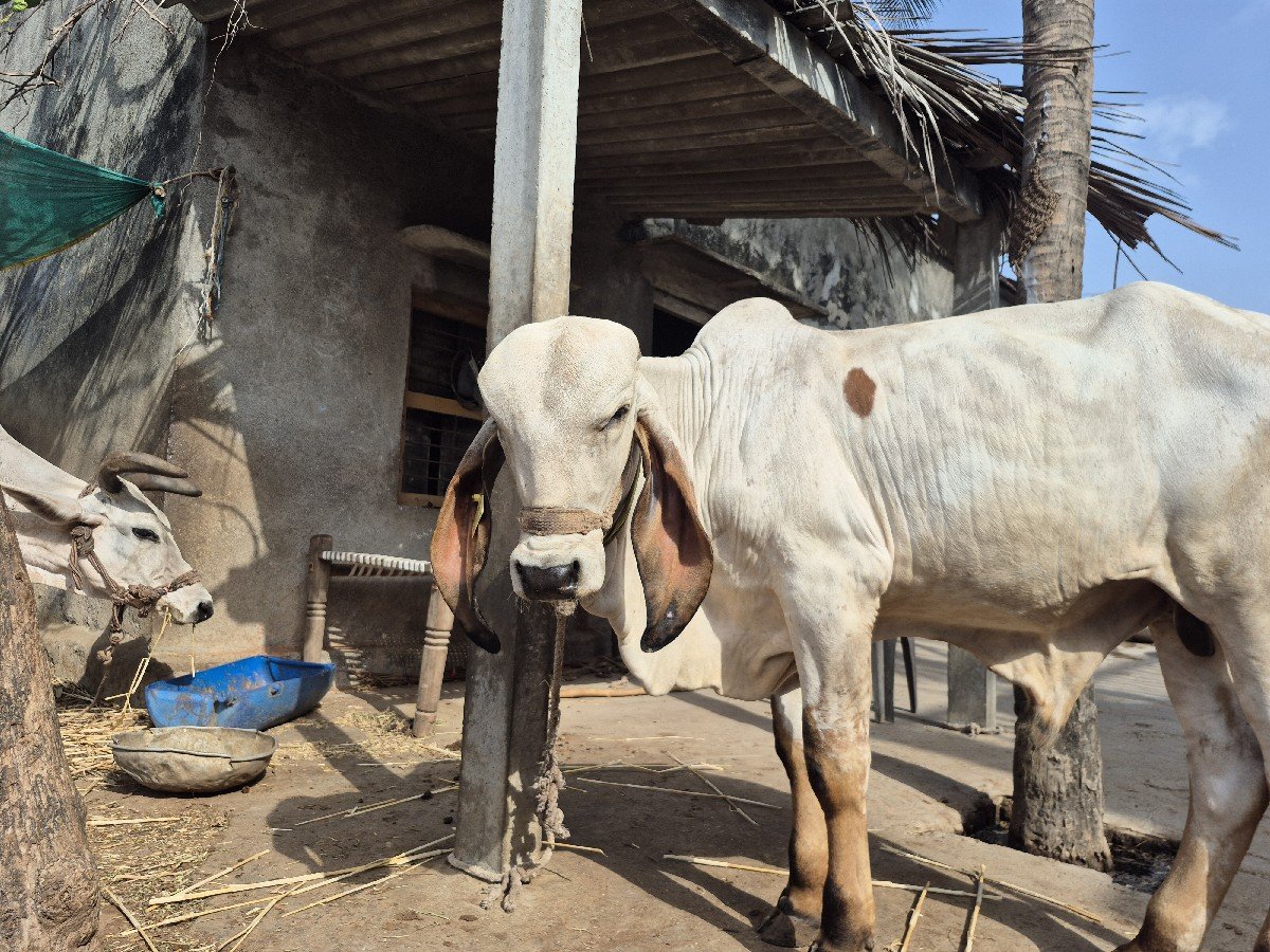 ગીર ગાય વેચવાની છે