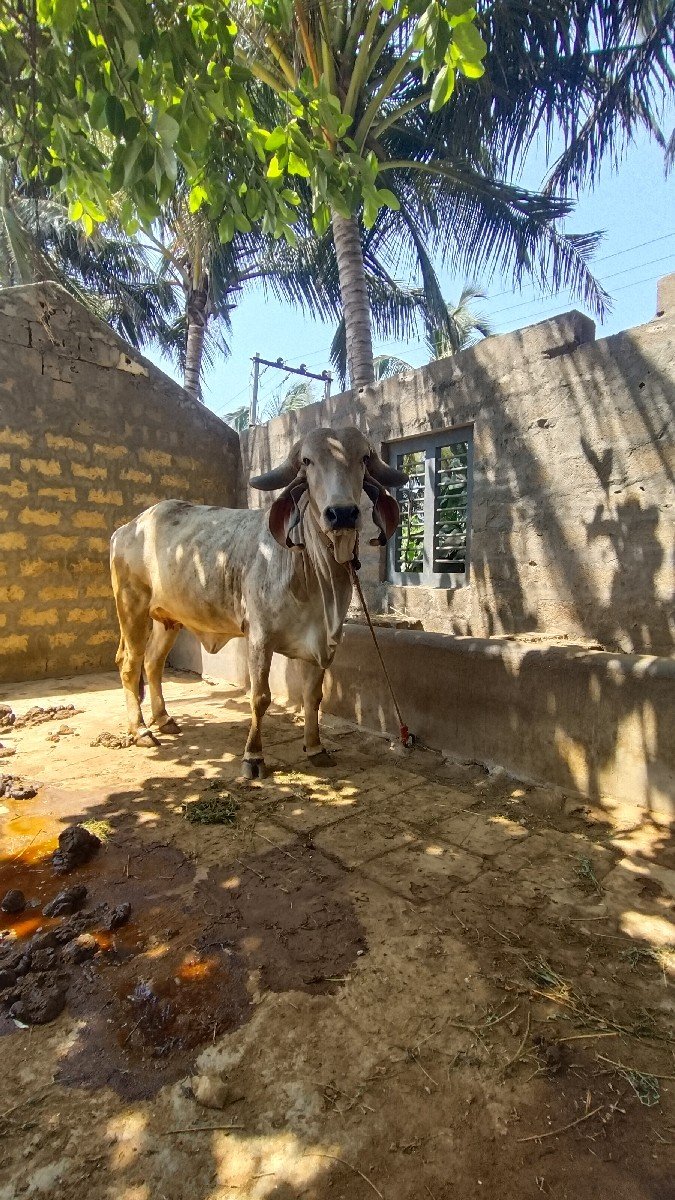 કાબરી હોડકી વેસવાની સે