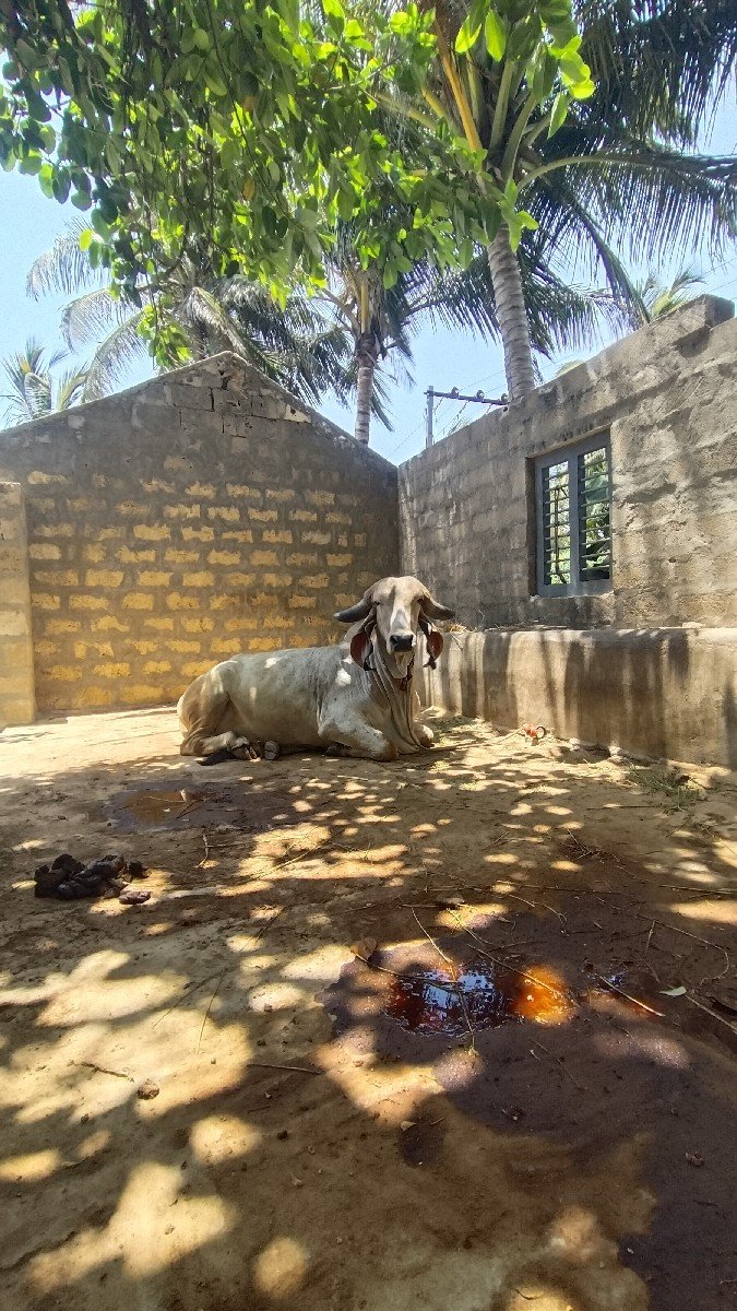 કાબરી હોડકી વેસવાની સે