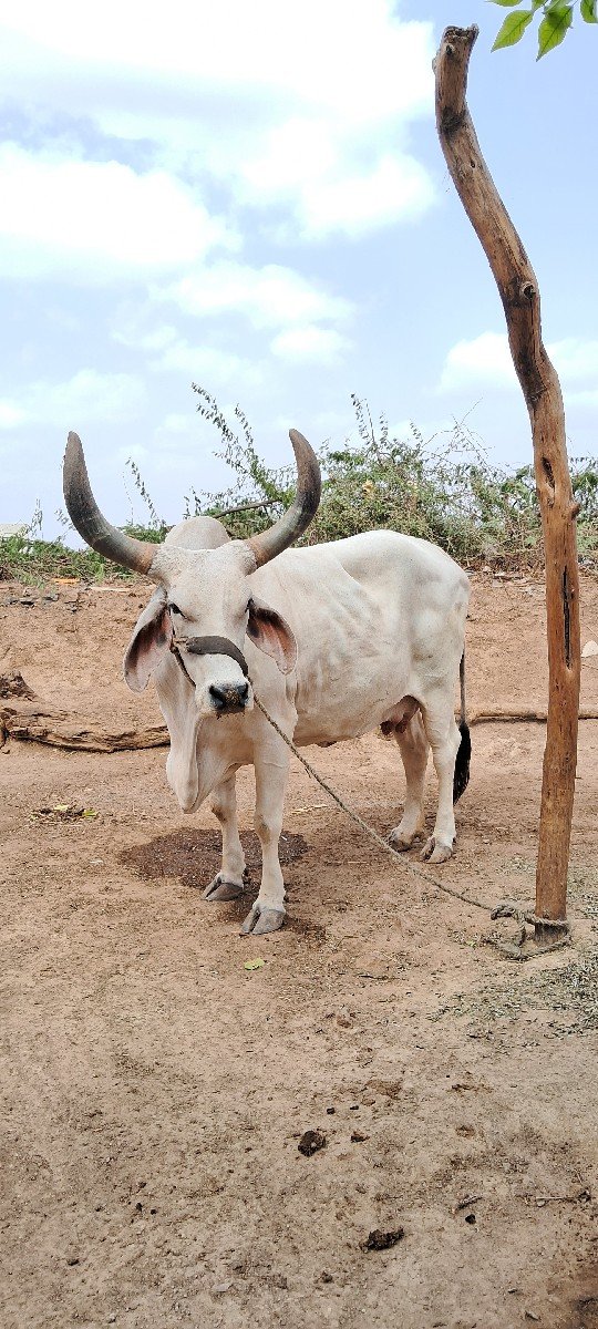 ગાય વેચવાની છે