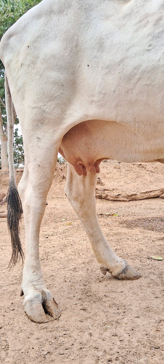 ગાય વેચવાની છે