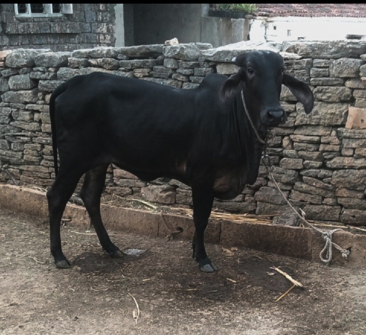 ગીર વાછડી કાળી છે