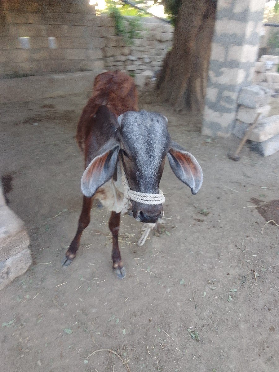 વાછડી વેચવાની છે.