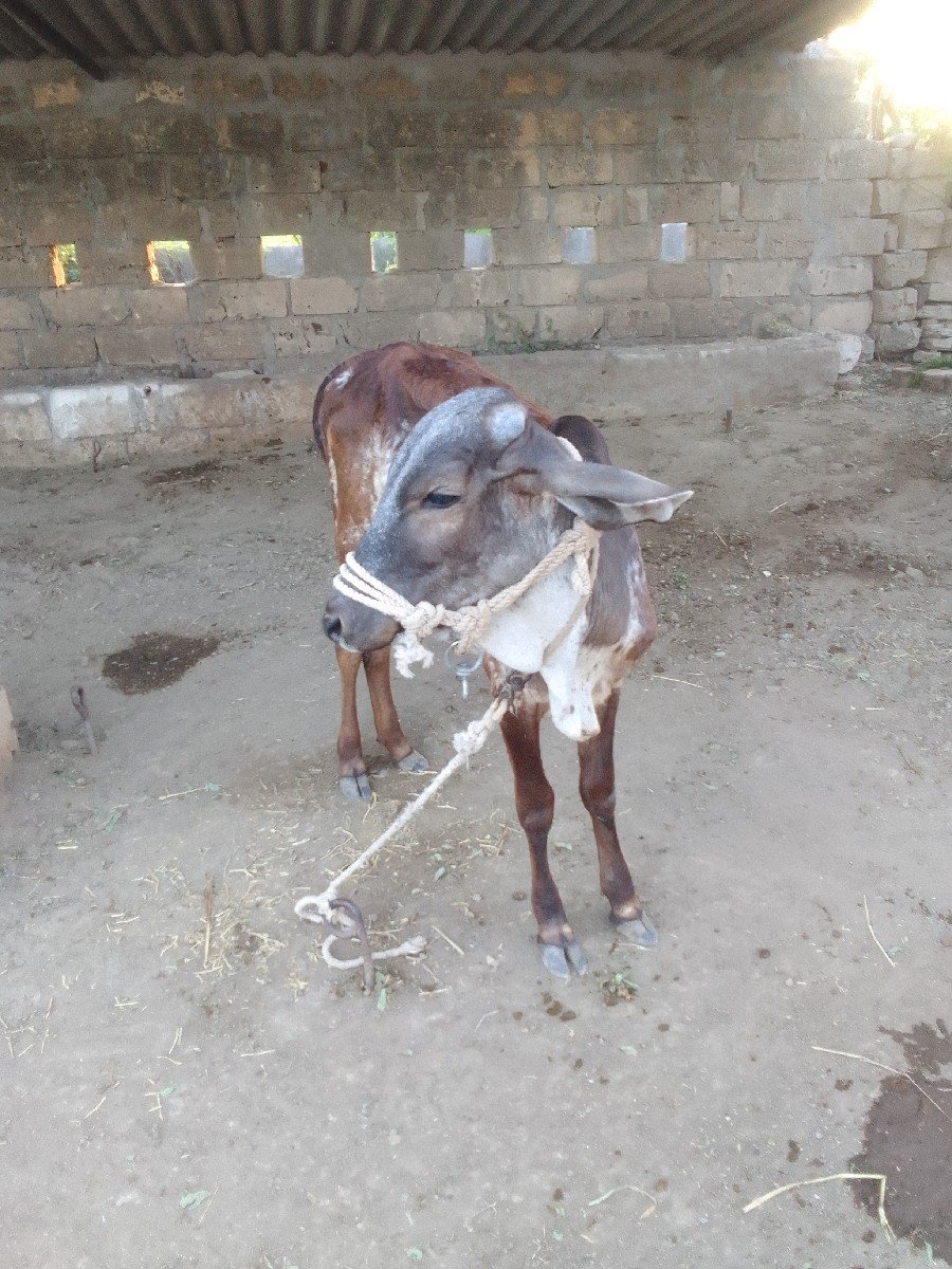વાછડી વેચવાની છે.