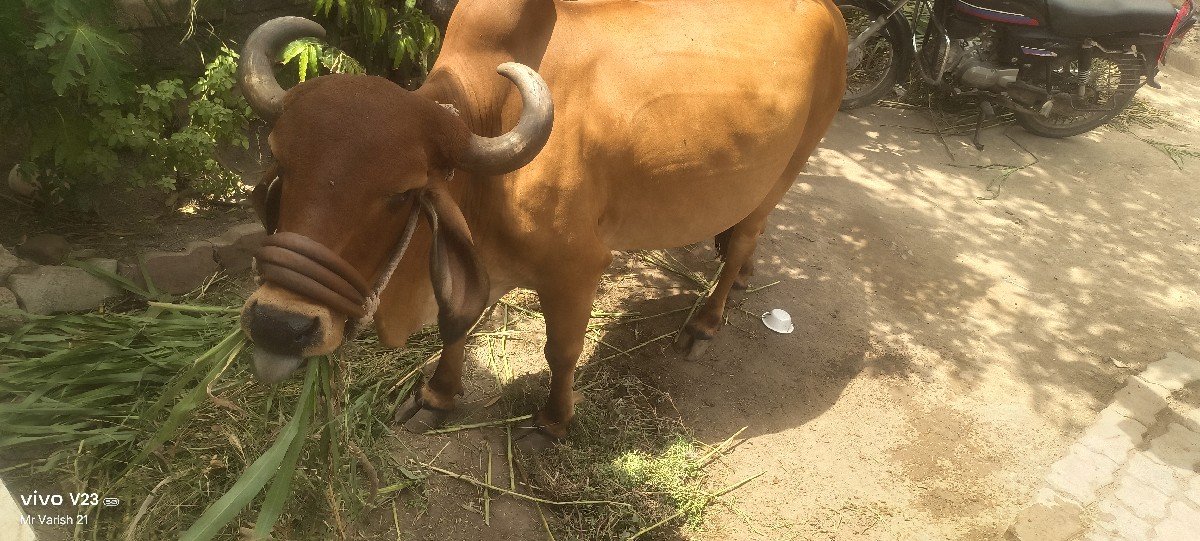 ગાય વેચવાની છે