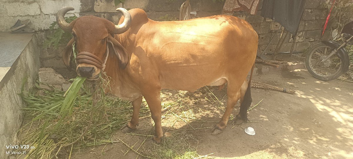 ગાય વેચવાની છે