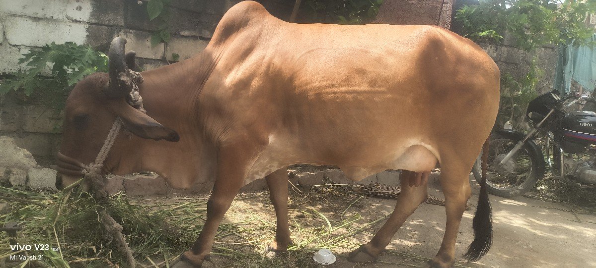 ગાય વેચવાની છે
