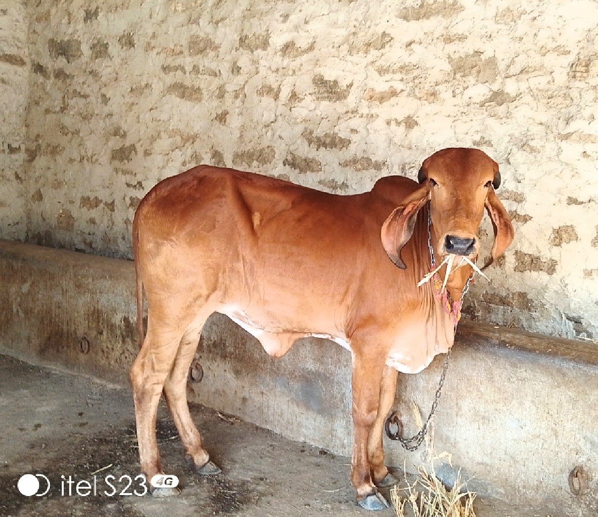 ઓરિજીનલ ગીર વાછરડી વેચવાની છે