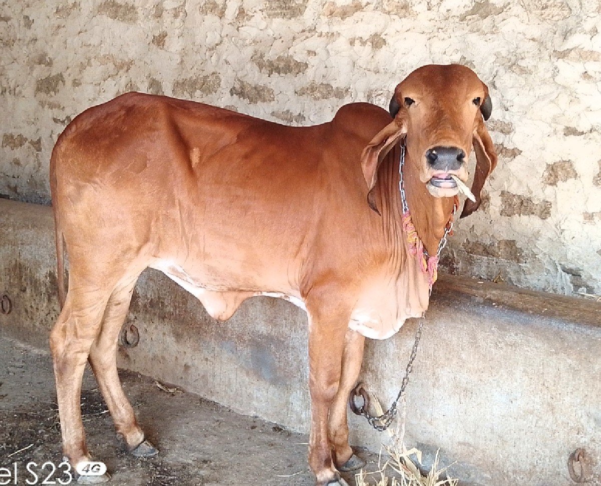 ઓરિજીનલ ગીર વાછરડી વેચવાની છે