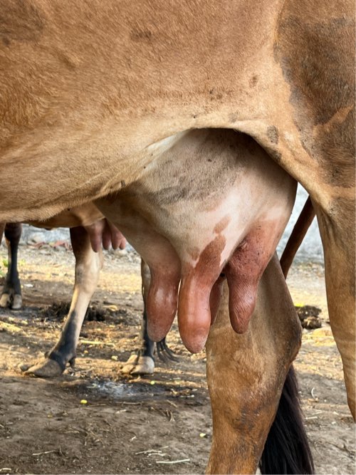 આ ગીર ગાય 🐄 વેચવાની છે