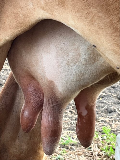 આ ગીર ગાય 🐄 વેચવાની છે