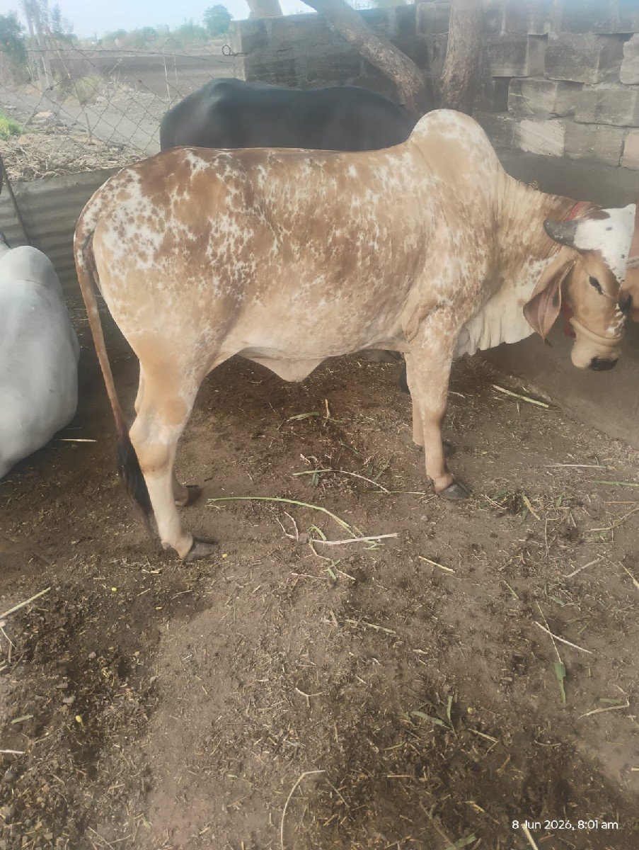 હોળકી વેચવાની છે