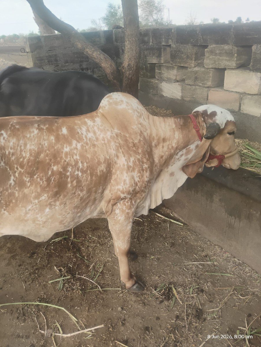 હોળકી વેચવાની છે
