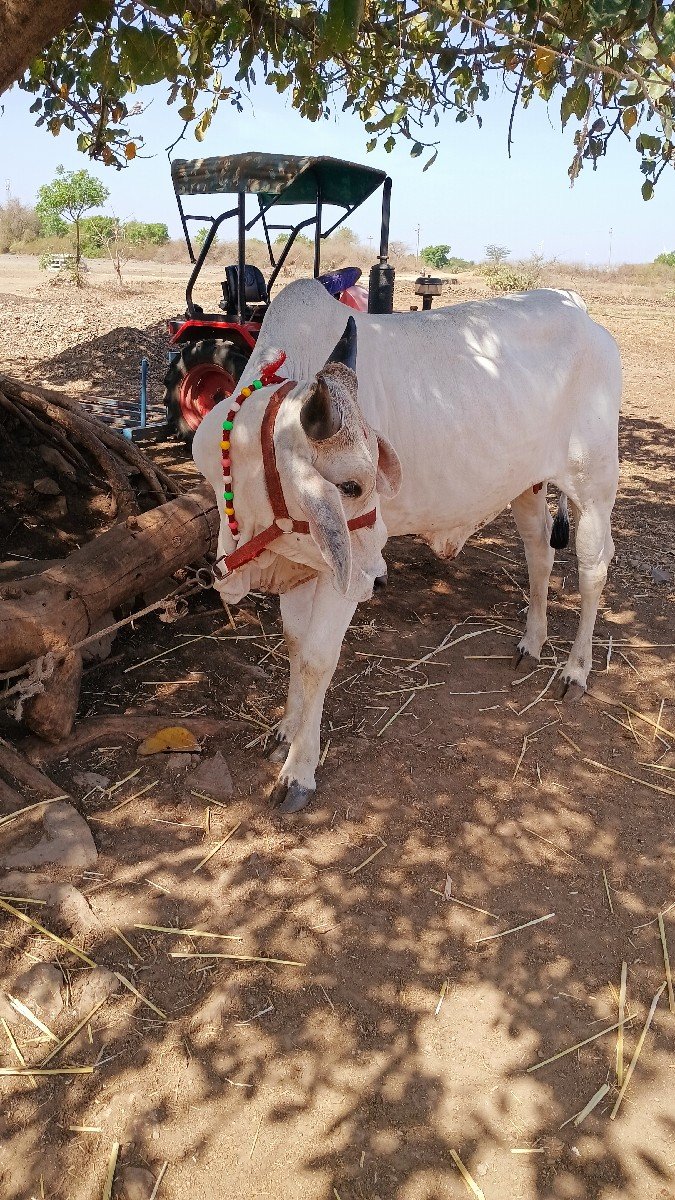 વીસ મહીનાની
