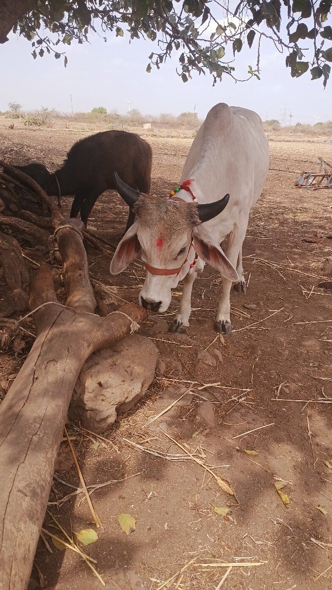વીસ મહીનાની