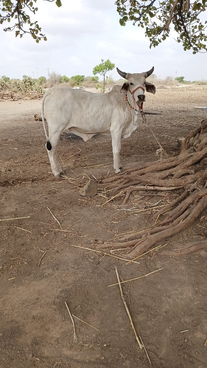 વીસ મહીનાની