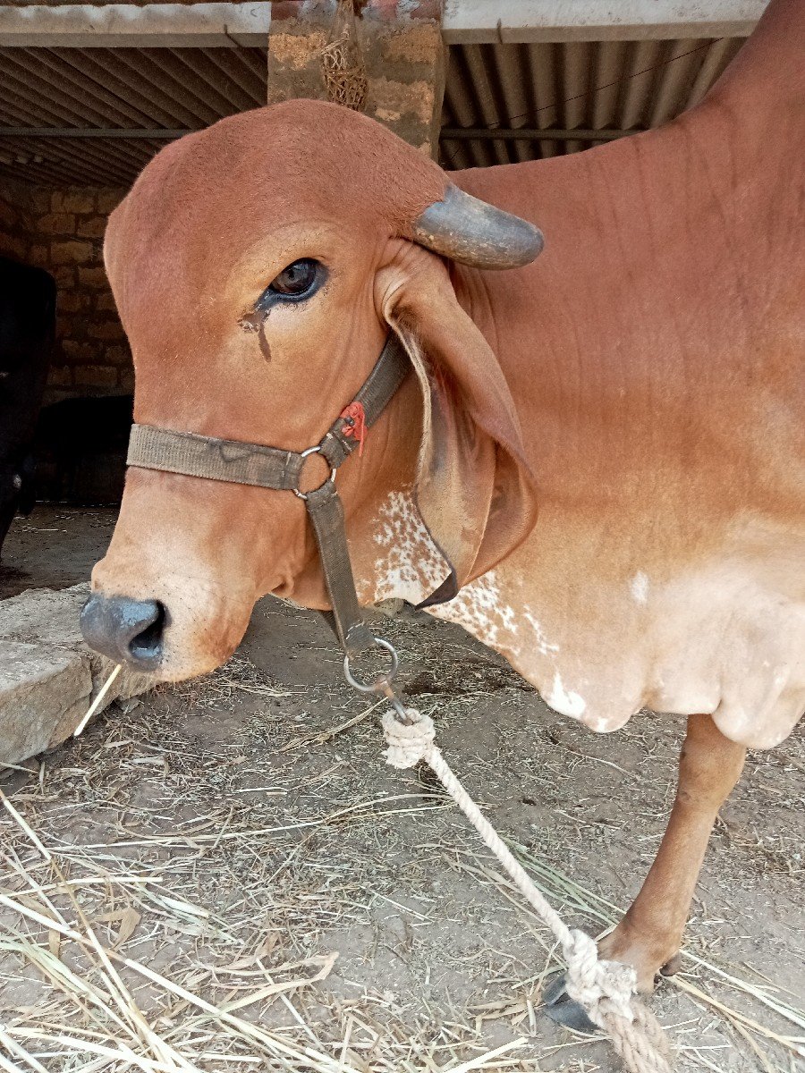 ગાય વેચવાની છે