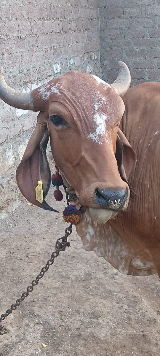 2 ગાય વેચવાની છે