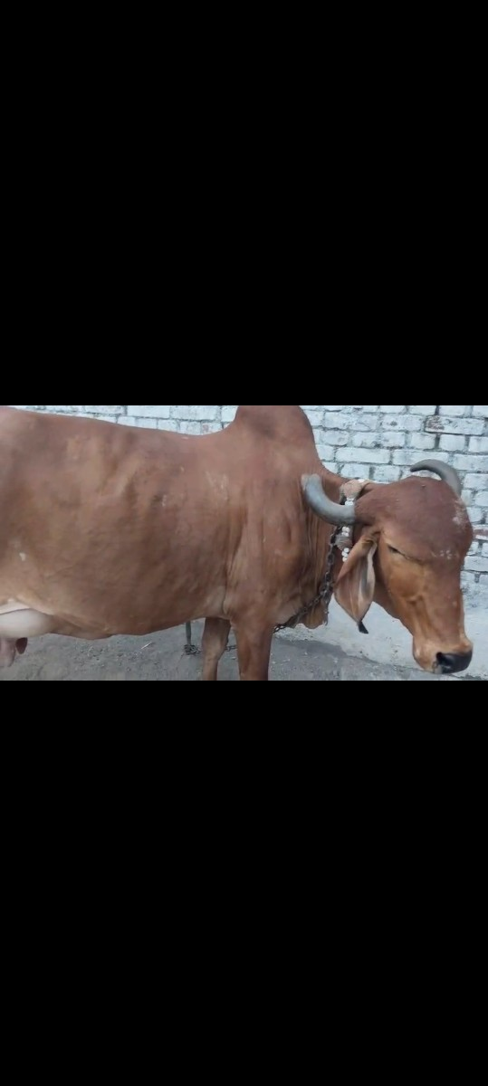 2 ગાય વેચવાની છે