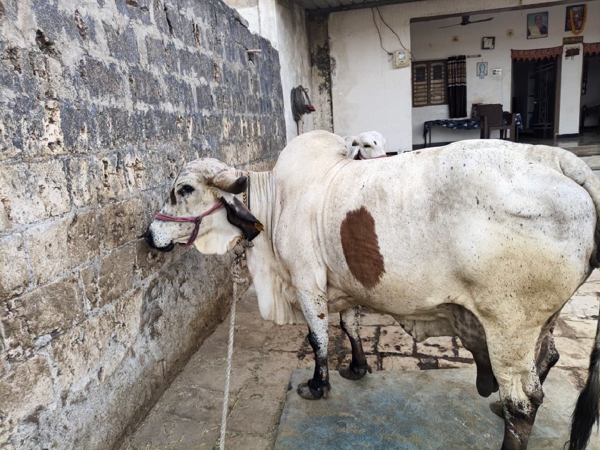 ગાય વેચવાની છે