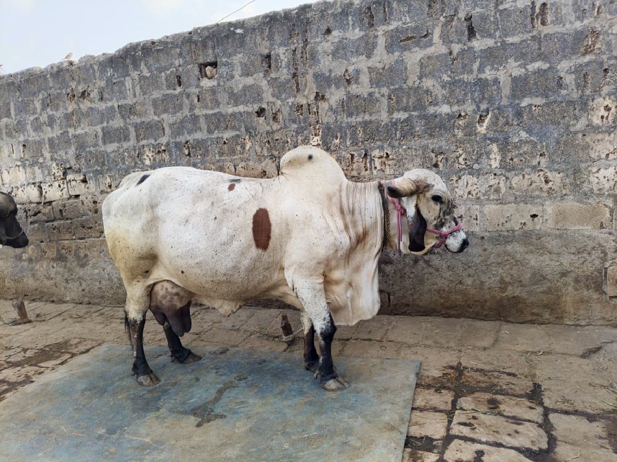 ગાય વેચવાની છે