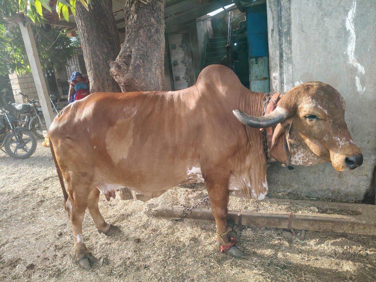 ગીર ગાય વેચવાની છે