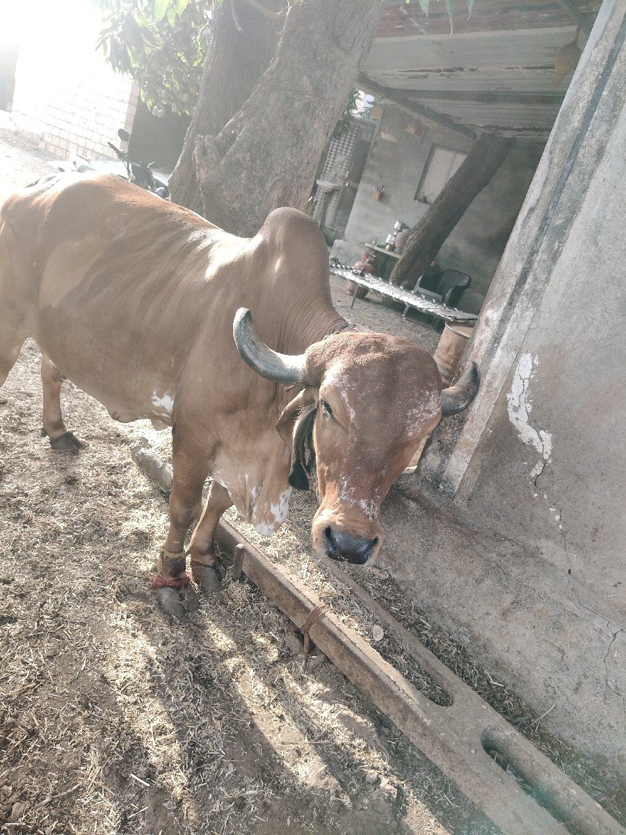 ગીર ગાય વેચવાની છે