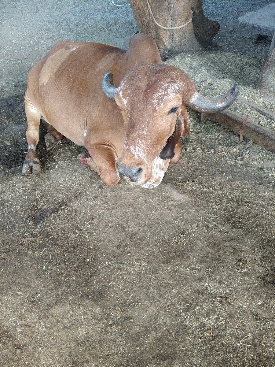 ગીર ગાય વેચવાની છે