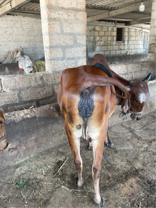 ગીર ગાય વેચવાની છે.