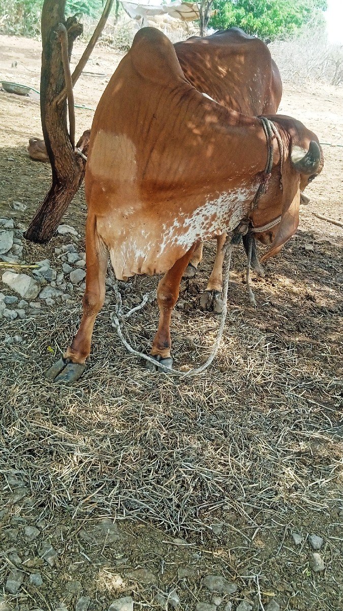 ગાય વેચવાની છે