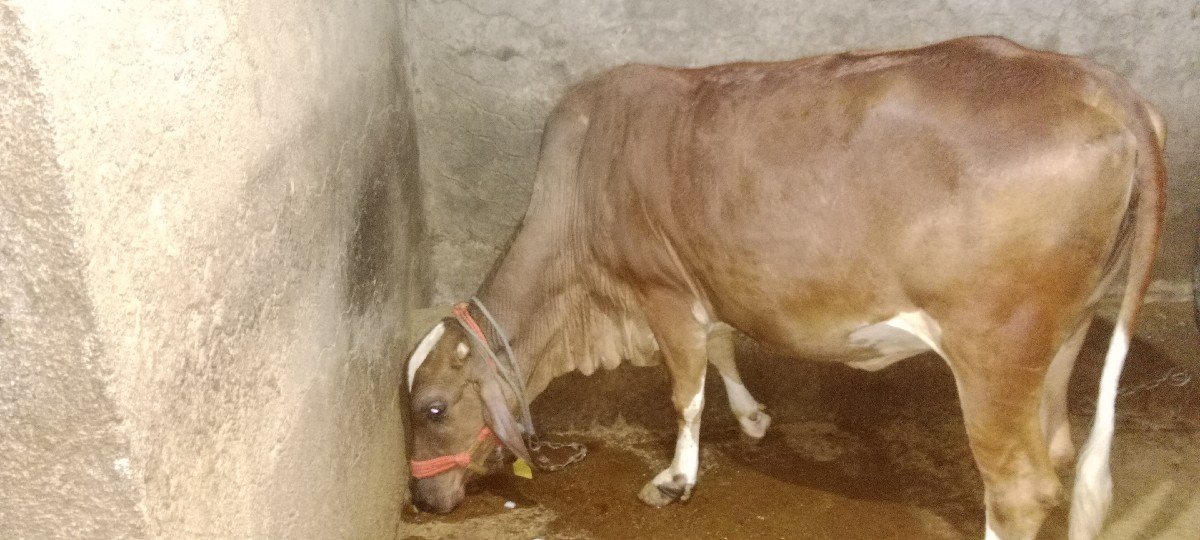 ગીર કોષ