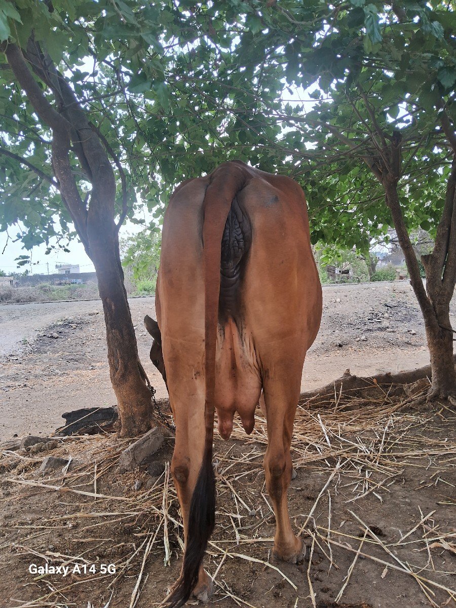 ગાય વેચવાની છે