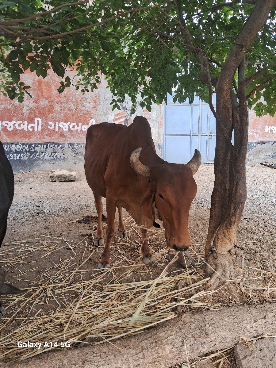 ગાય વેચવાની છે