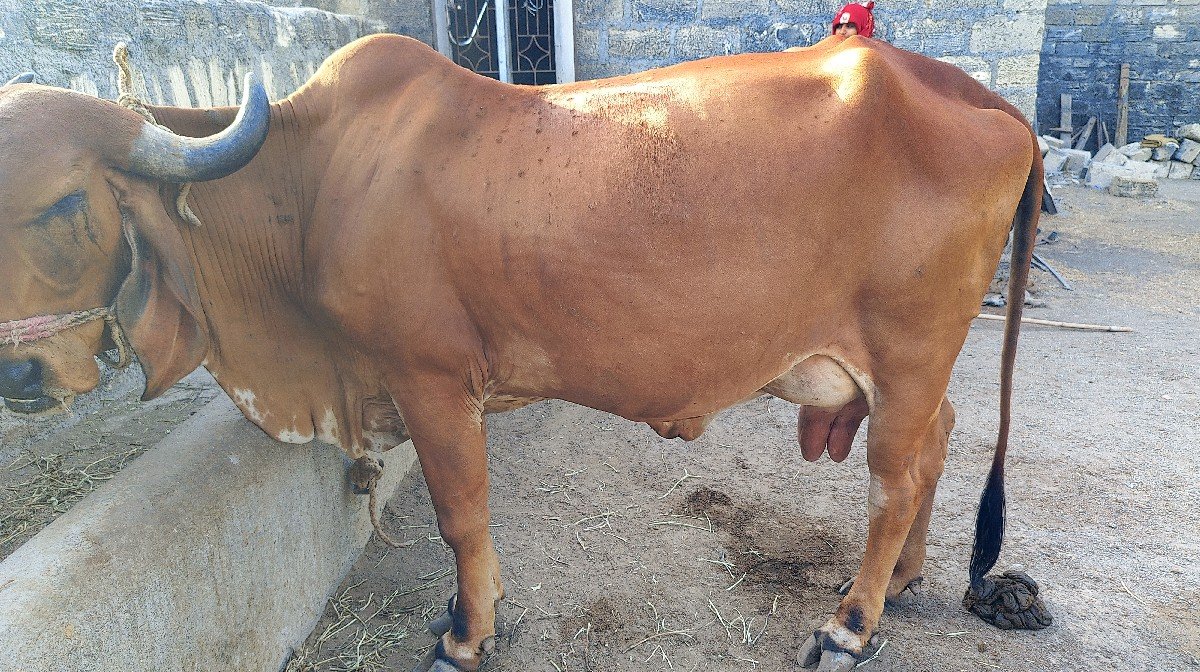 ગાય વેચવાની છે