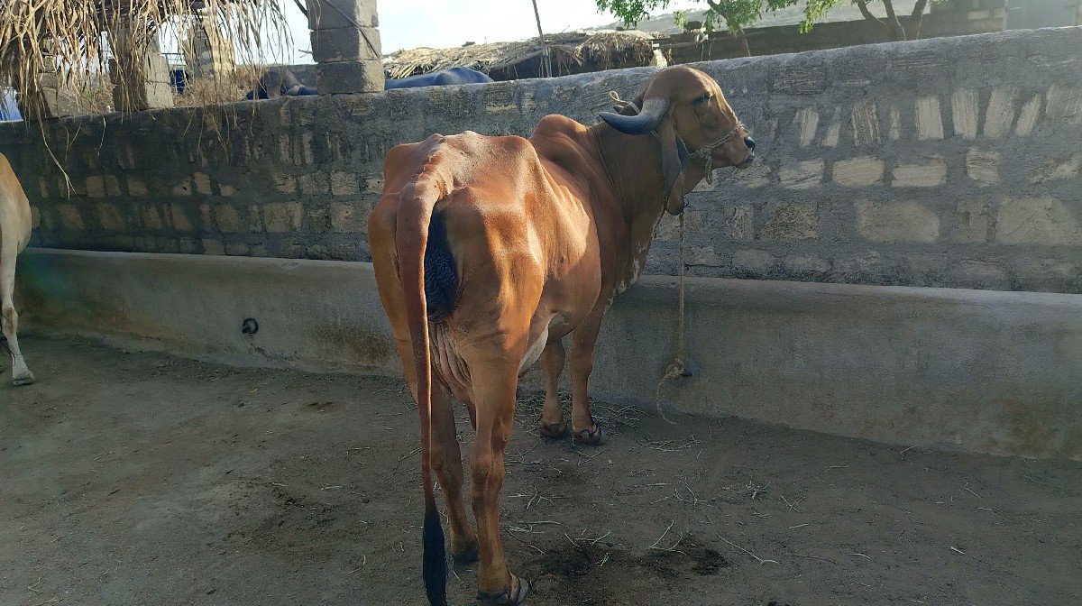 ગાય વેચવાની છે