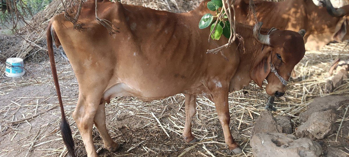 ગીર ગાય વેચવાની છે